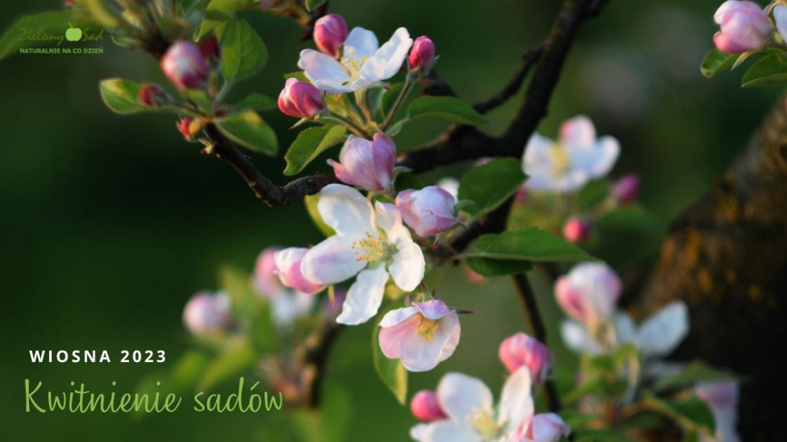 Maj 2023 w sadzie ekologicznym