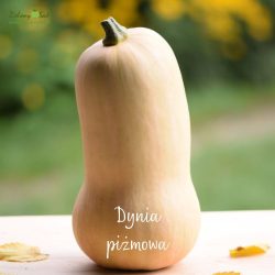 Dynia piżmowa odmiana Butternut ekologiczna