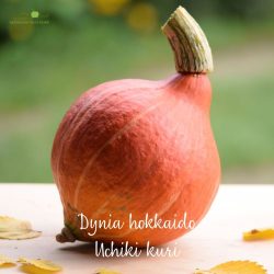 Dynia hokkaido Uchiki kuri ekologiczna