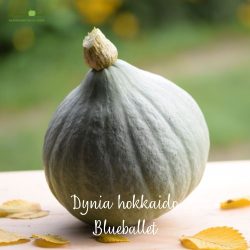 Dynia blue hokkaido BlueBallet ekologiczna