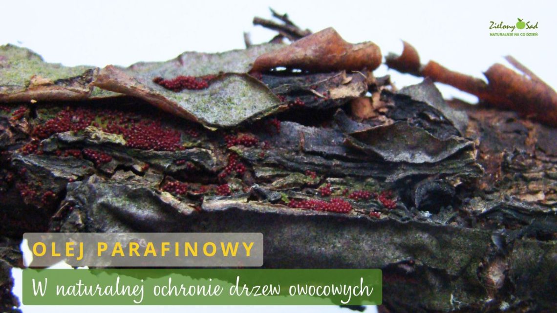Olej parafinowy na przędziorki