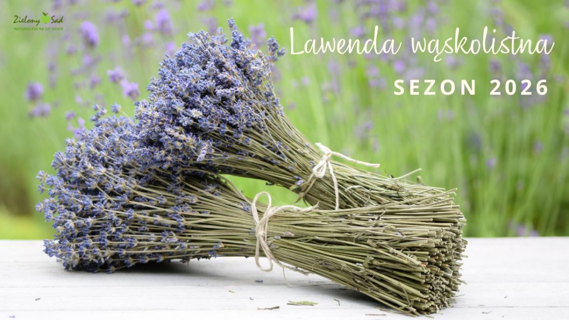 Lawenda suszone bukiety