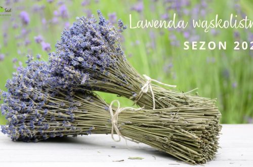 Lawenda suszone bukiety