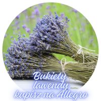 Lawenda bukiety na allegro