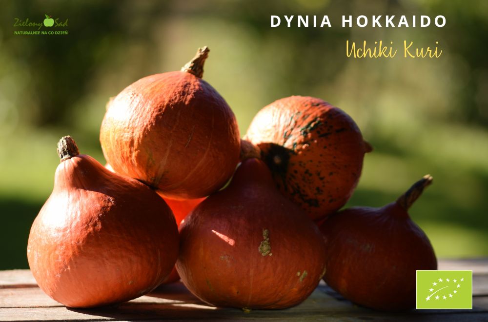 Dynia Hokkaido Uchiki Kuri ekologiczna świeża BIO